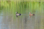 En een ideale plek voor vele soorten watervogels